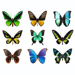 
Sellos





de la categoría Mariposas

'