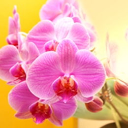 
Sellos





de la categoría Orquídeas

'