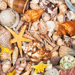 
Sellos





de la categoría Conchas Y Crustáceos

'