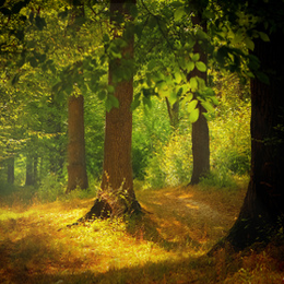Sellos
de la categoría Árboles Y Bosques
'
Sellos
de la categoría Árboles Y Bosques
'
