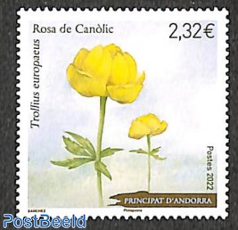 Rosa de Canolic 1v