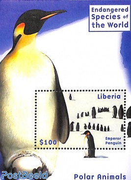 Emperor penguin s/s