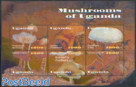 Mushrooms 6v m/s /Termitomyces