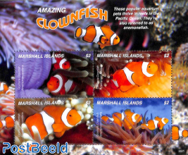 Clownfish 4v m/s