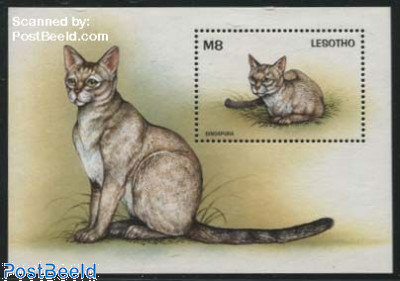Cats, Singapura s/s