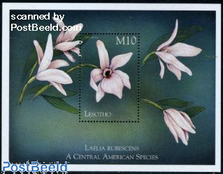 Orchids s/s, Laelia rubescens