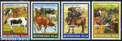 Tswana cattle 4v