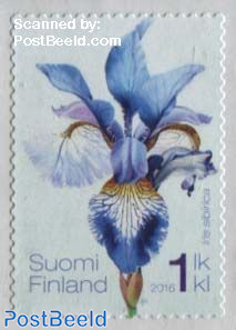 Siberian Iris 1v s-a
