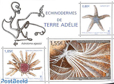 Echinodermes of Terre Adélie s/s