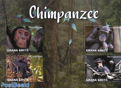 Chimpanzee 4v m/s