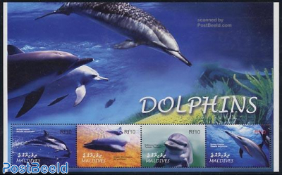 Dolphins 4v m/s, Striped dolphin