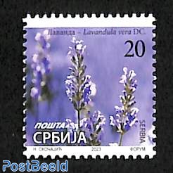 Lavendel 1v